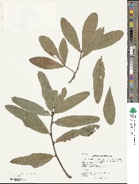 Quercus imbricaria image