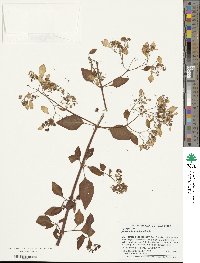 Colignonia scandens image