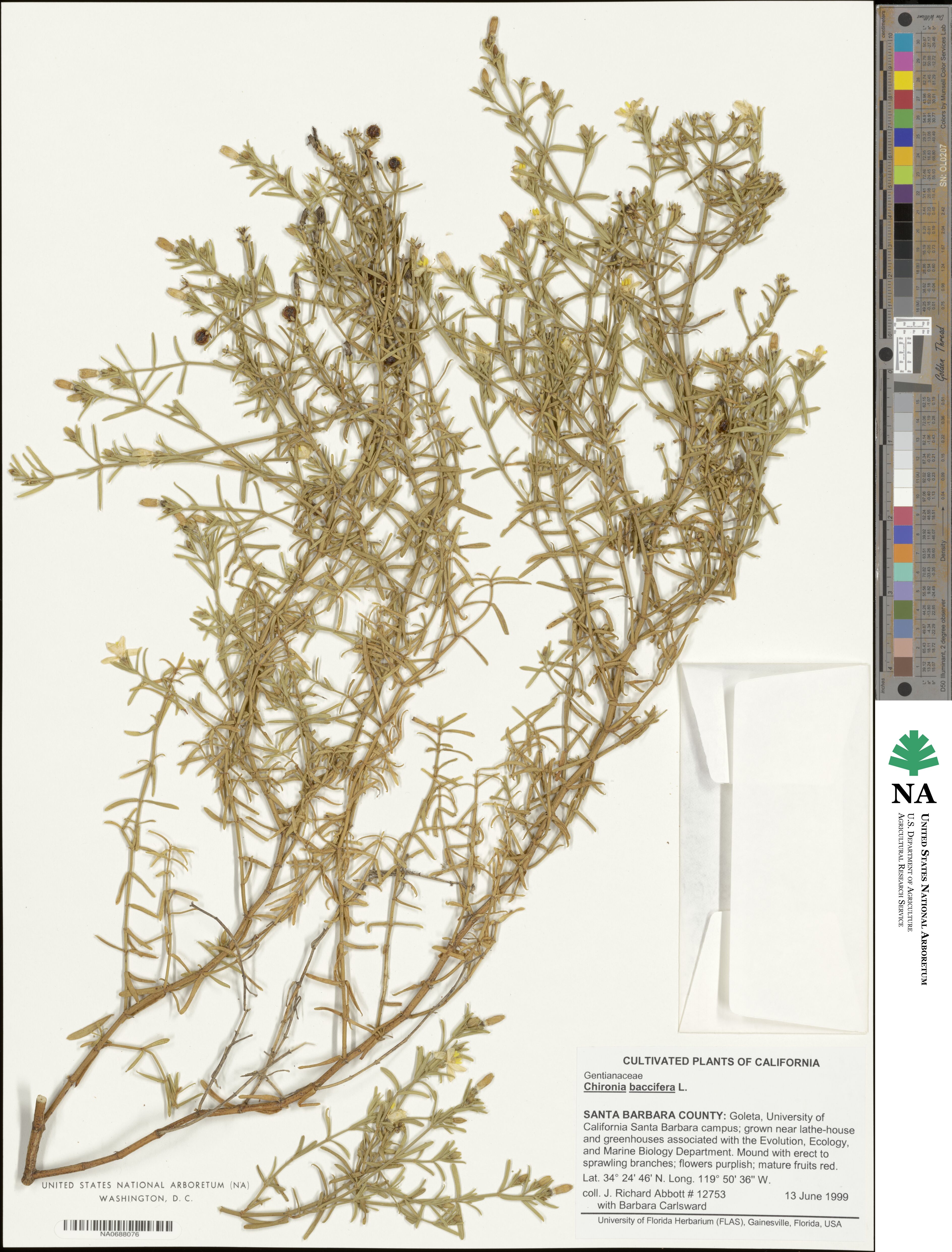 Chironia image