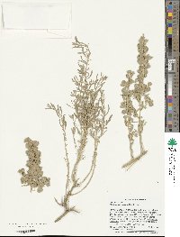 Atriplex canescens image