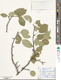 Malus sylvestris image