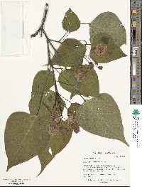 Catalpa bungei image