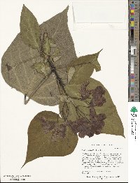 Catalpa speciosa image