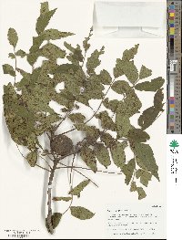 Juglans major image