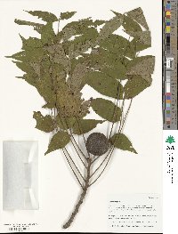 Juglans nigra image