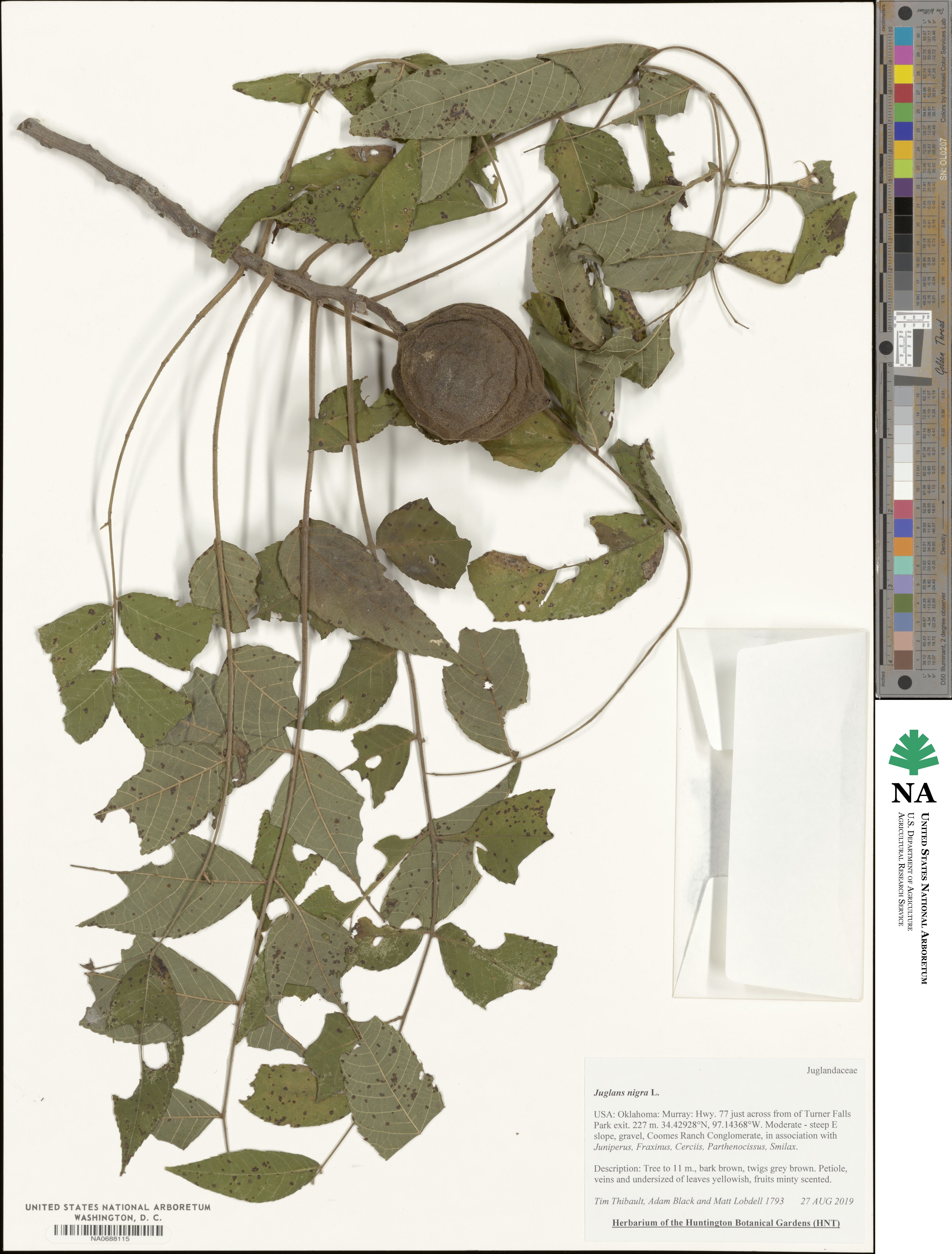 Juglans image