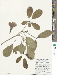 Tabebuia heterophylla image