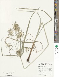 Cyperus reflexus image