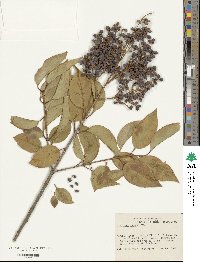 Ligustrum japonicum image