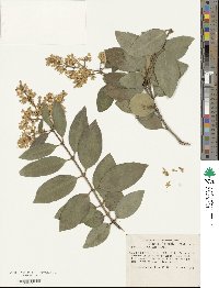 Ligustrum japonicum image