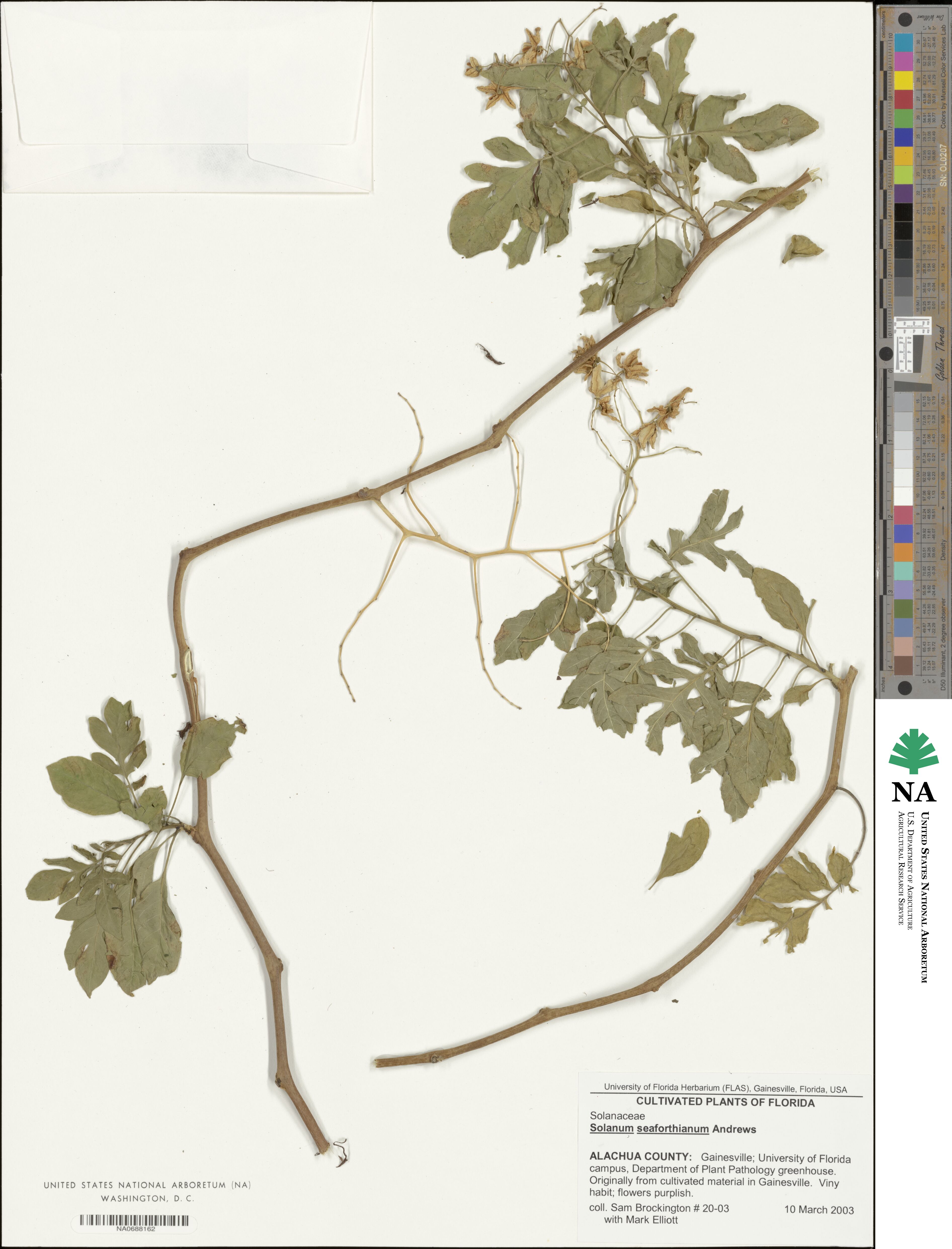 Solanum seaforthianum image