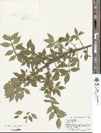 Euonymus alatus image