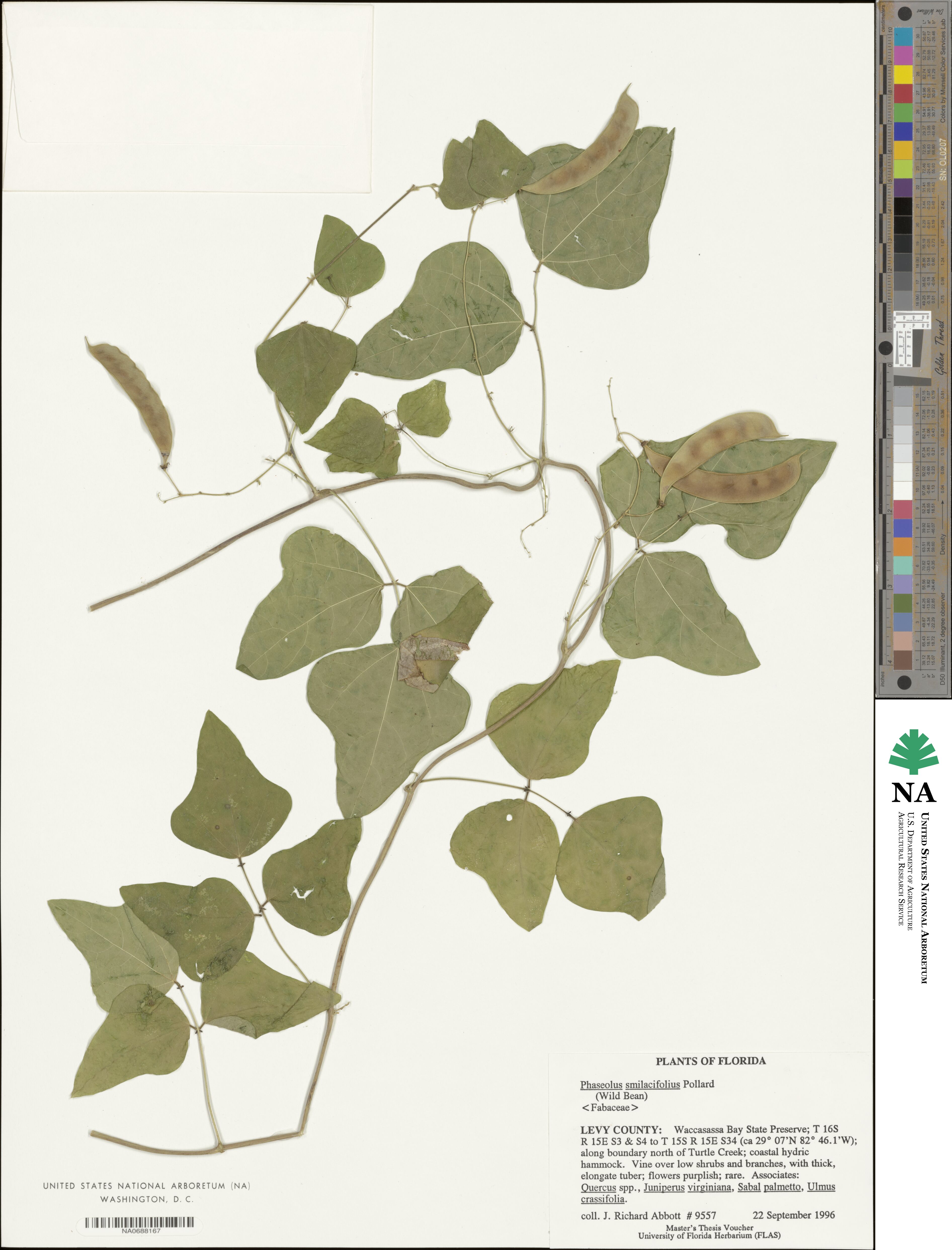 Phaseolus smilacifolius image