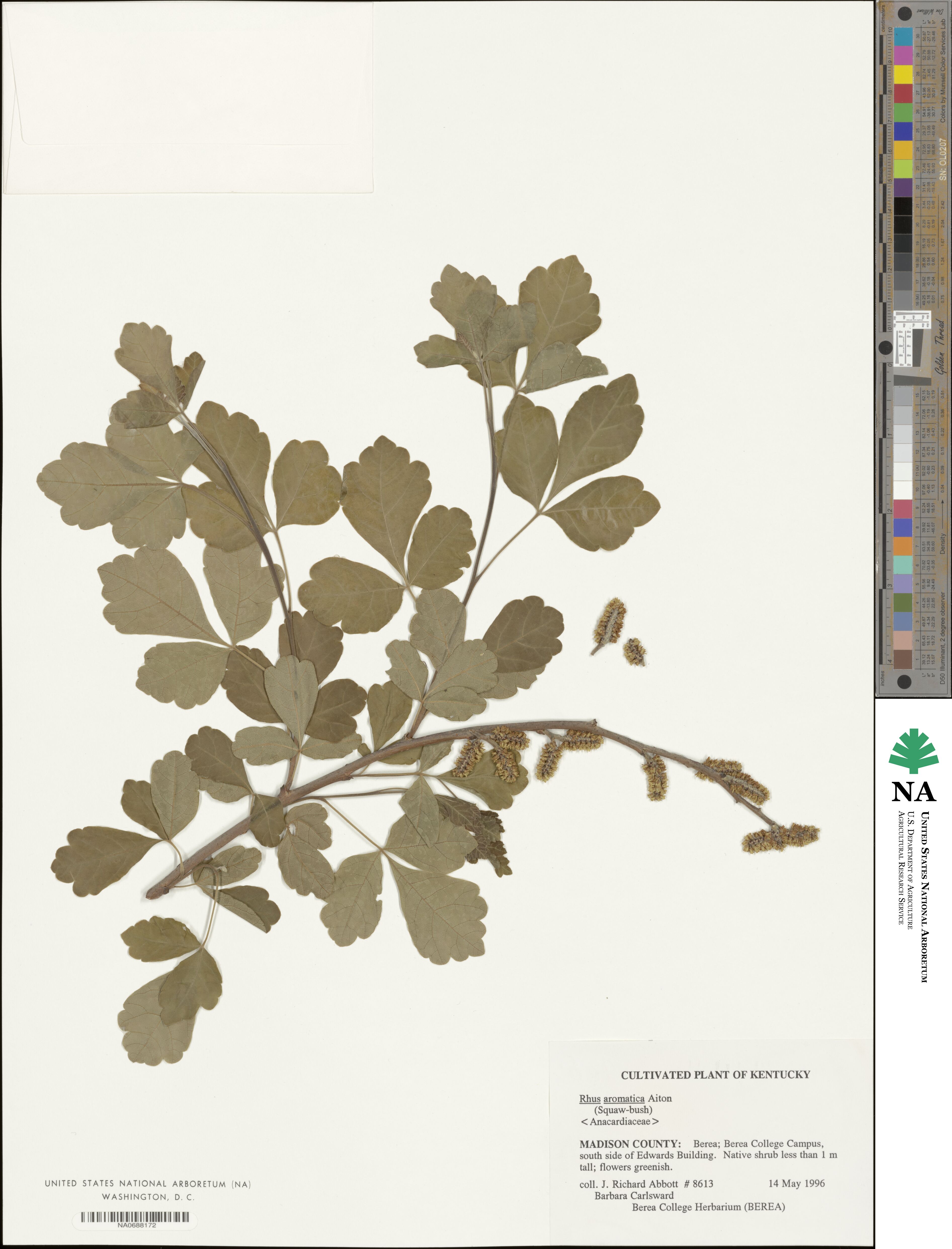 Rhus aromatica image