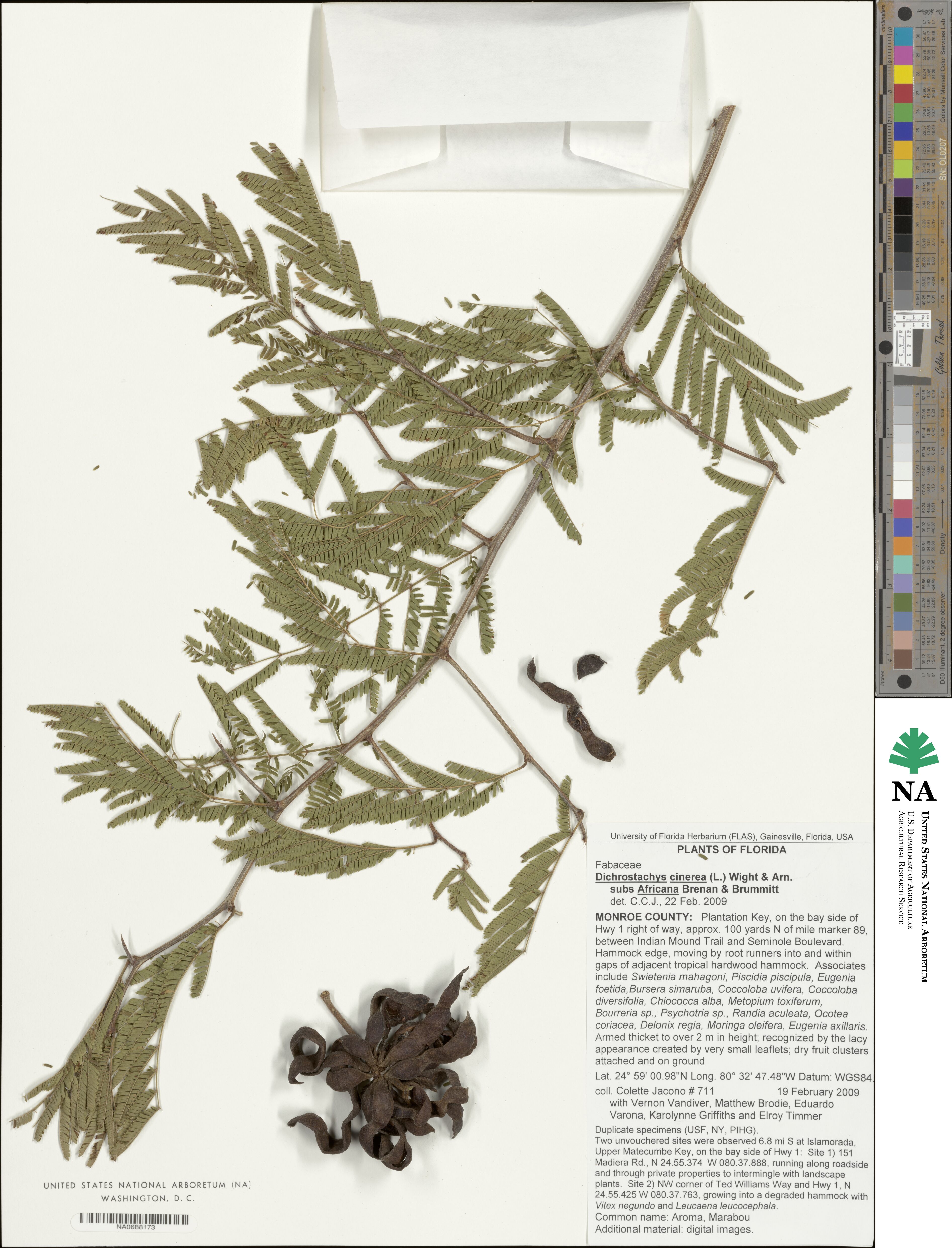 Dichrostachys cinerea subsp. africana image