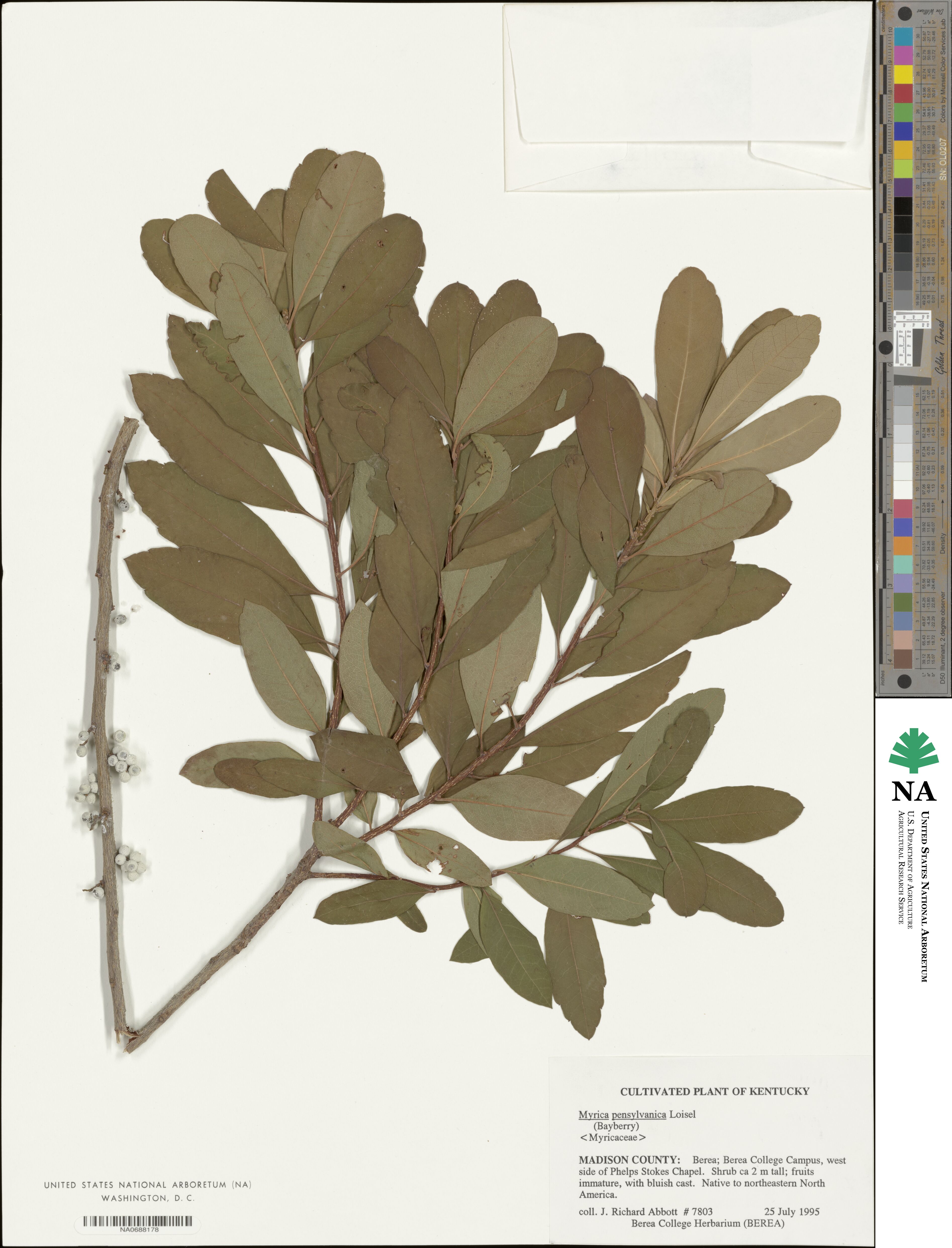 Morella pensylvanica image