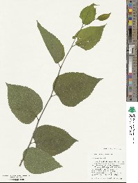 Celtis occidentalis image