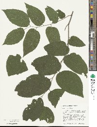 Celtis occidentalis image