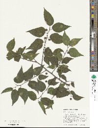 Celtis occidentalis image