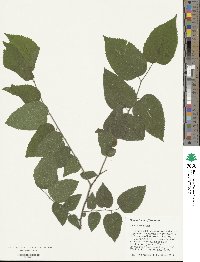 Celtis occidentalis image