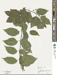 Celtis occidentalis image