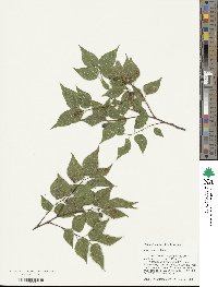 Celtis occidentalis image