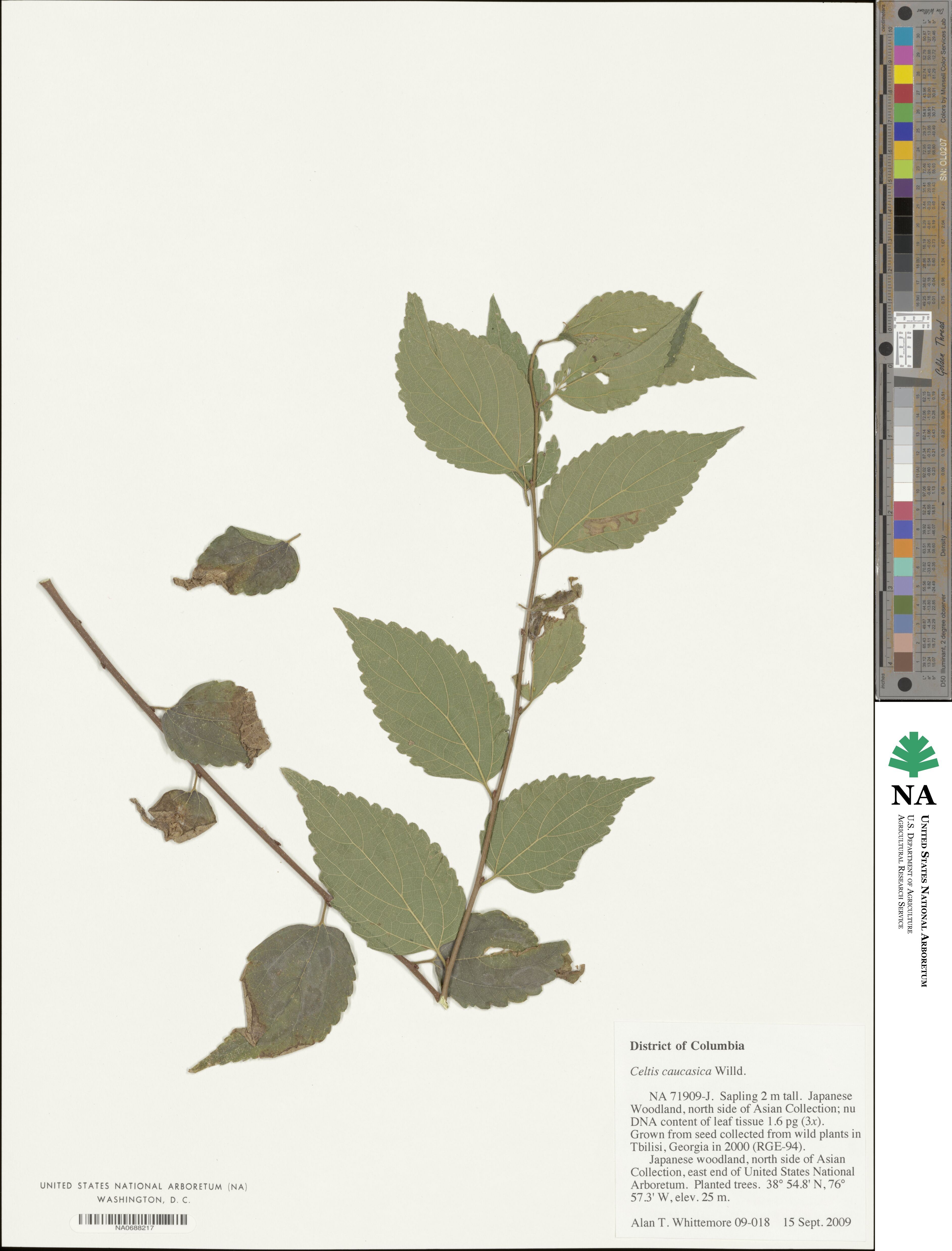 Celtis australis image