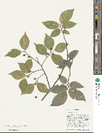 Celtis sinensis image