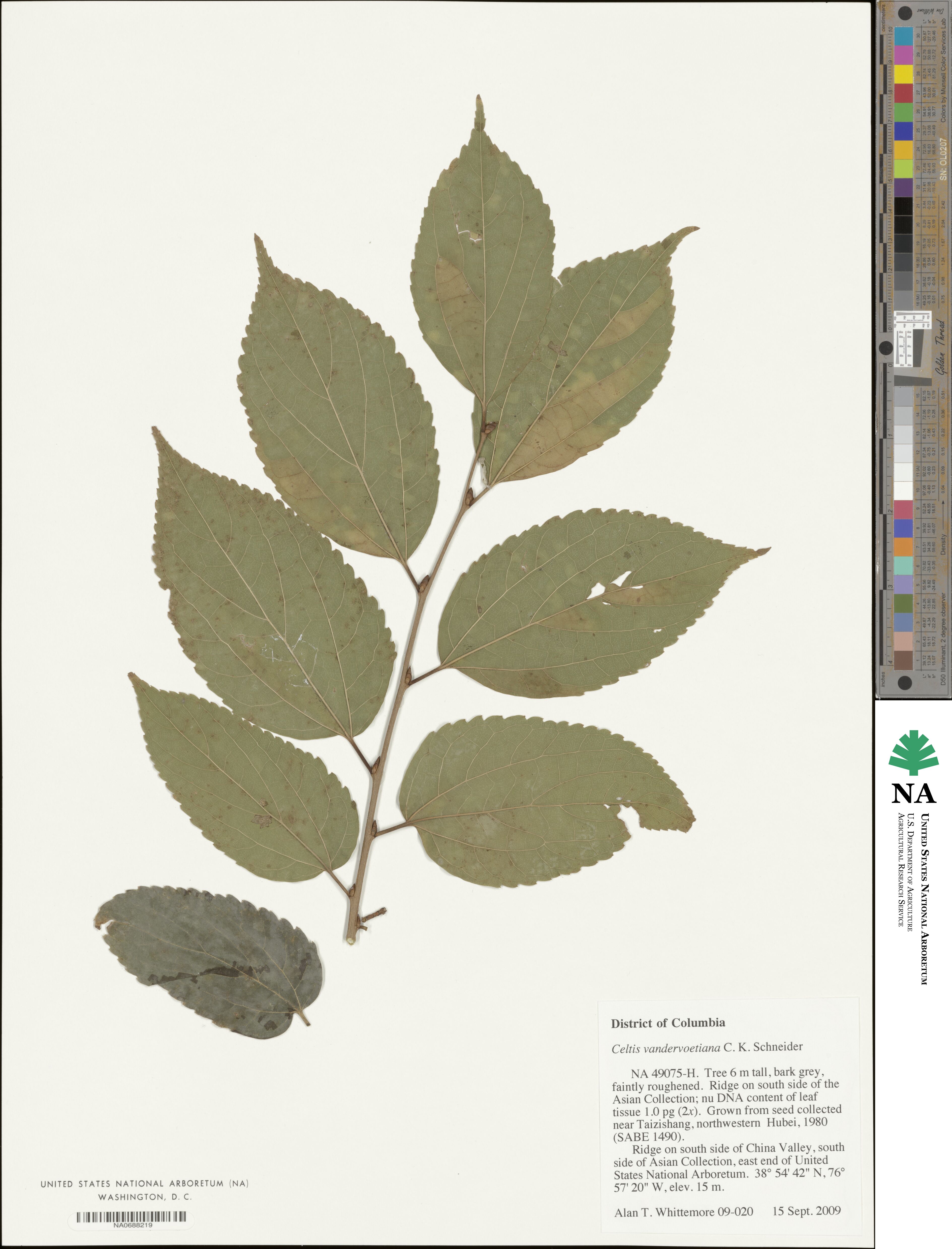 Celtis vandervoetiana image