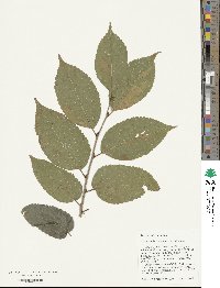 Celtis vandervoetiana image