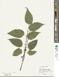 Celtis occidentalis image