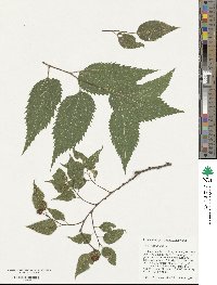 Celtis occidentalis image