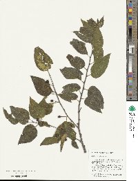 Celtis occidentalis image