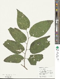 Celtis occidentalis image