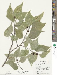 Celtis occidentalis image