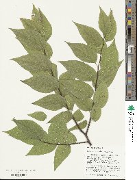 Celtis laevigata var. laevigata image