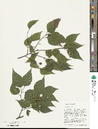 Celtis occidentalis image