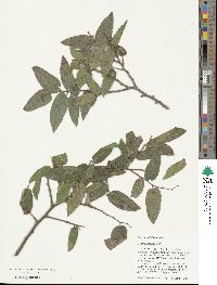 Celtis reticulata image