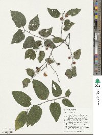 Celtis occidentalis image