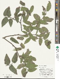 Celtis reticulata image