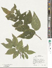 Celtis occidentalis image