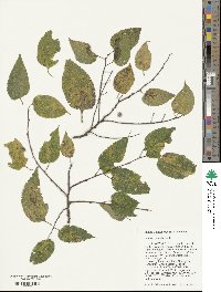 Celtis occidentalis image