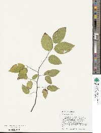 Celtis occidentalis image