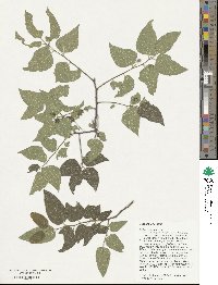 Celtis reticulata image