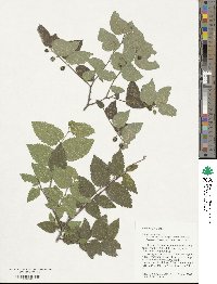 Celtis reticulata image