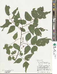 Celtis laevigata image