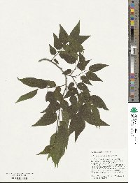 Celtis laevigata var. laevigata image