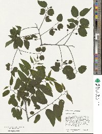 Celtis occidentalis image