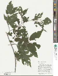 Celtis occidentalis image