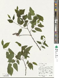 Celtis occidentalis image